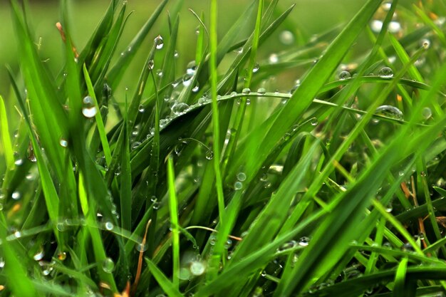 Capture complète de l'herbe mouillée sur le terrain