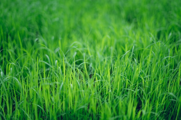 Photo capture complète de l'herbe qui pousse sur le champ