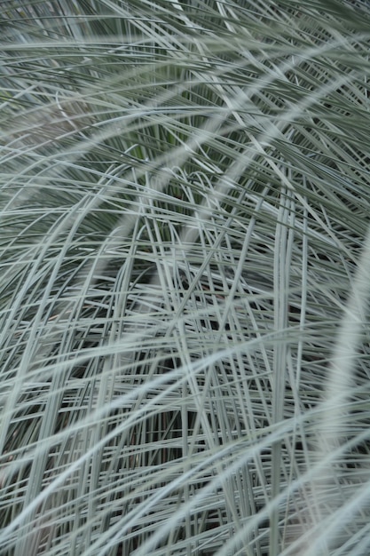 Photo capture complète de l'herbe qui pousse à l'extérieur