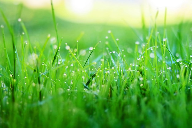 Photo capture complète de l'herbe sur le terrain