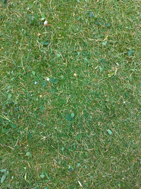 Photo capture complète de l'herbe sur le terrain