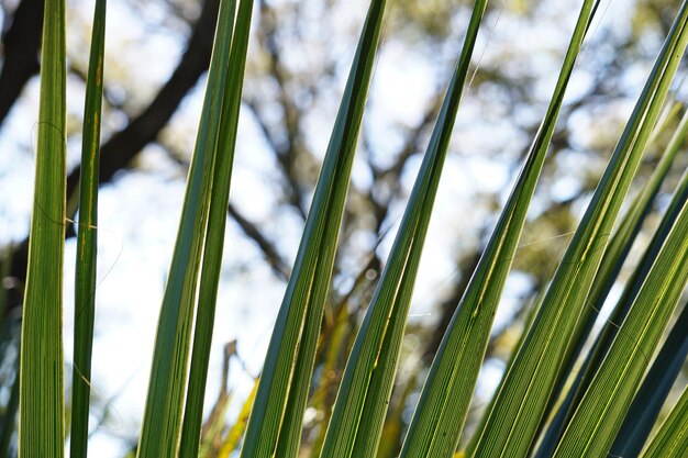 Photo capture complète de l'herbe verte fraîche contre le ciel