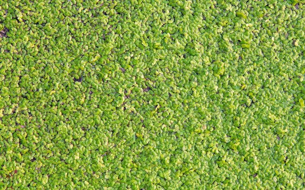 Photo capture complète de l'herbe verte fraîche dans la pelouse