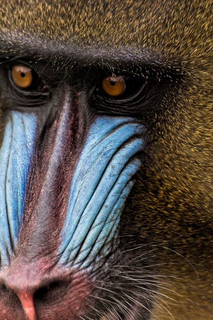 Photo capture complète de l'œil du mandrill