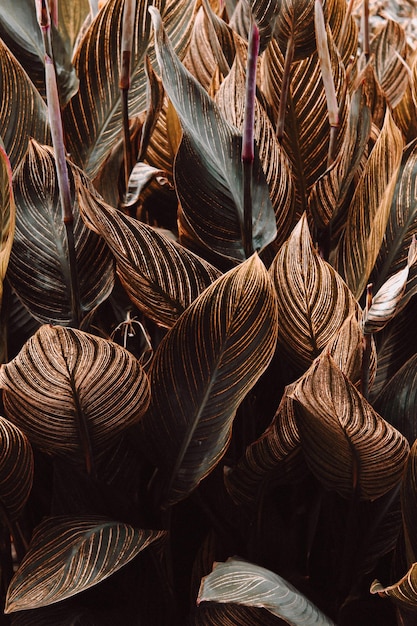 Capture complète d'une plante couverte de feuilles