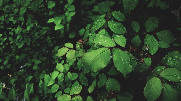 Photo capture complète de la plante humide