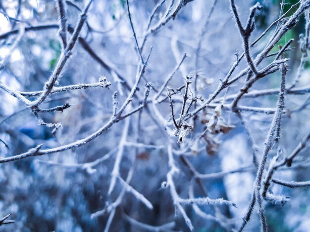 Photo capture complète de plantes congelées pendant l'hiver