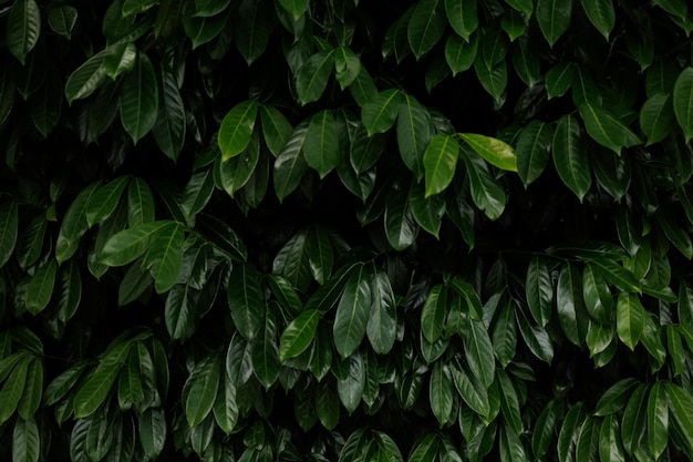 Photo capture complète des plantes feuilles vert foncé mystère