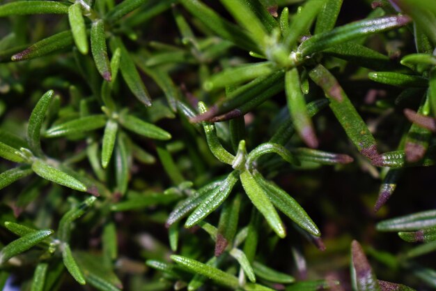 Capture complète de plantes fraîches