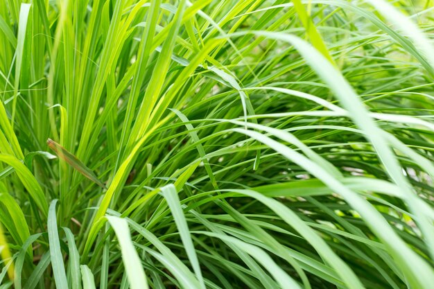 Capture complète des plantes qui poussent sur le champ