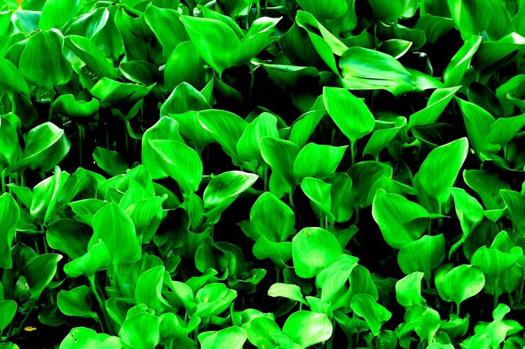 Photo capture complète des plantes qui poussent sur le champ