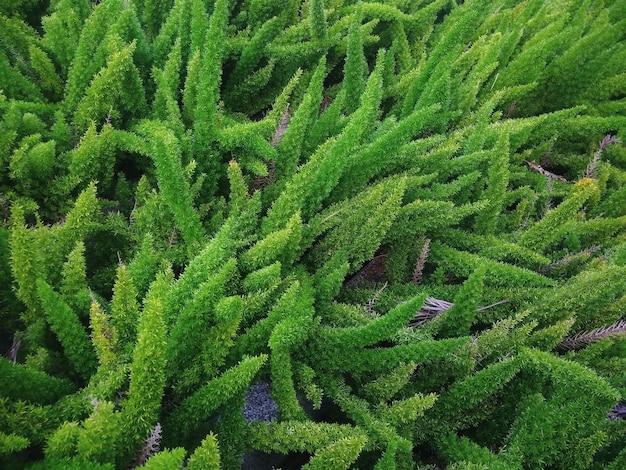 Capture complète des plantes qui poussent sur le champ