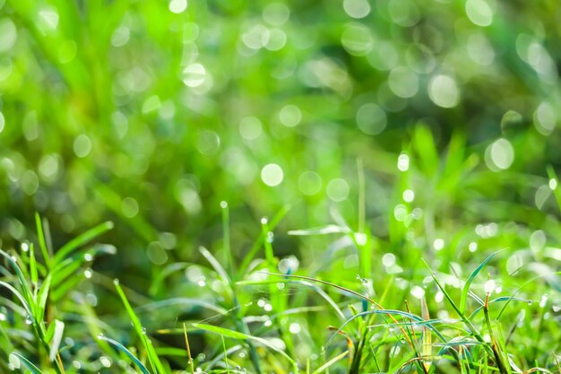 Capture complète des plantes qui poussent sur le champ