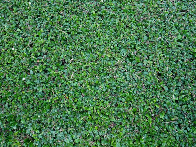 Capture complète des plantes qui poussent sur le champ