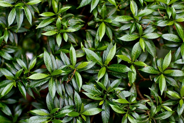 Capture complète de plantes vertes