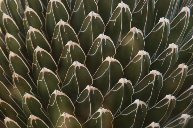 Capture complète des plantes