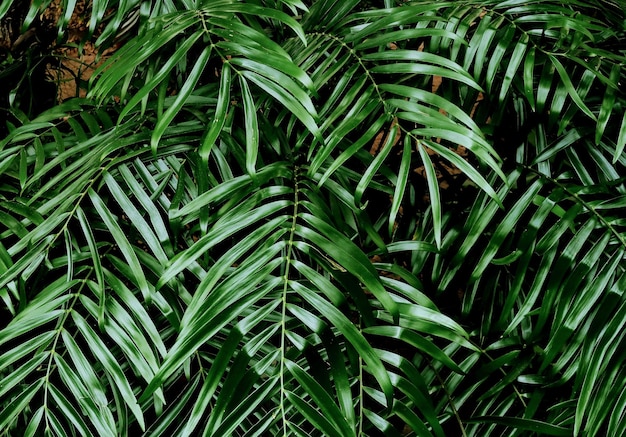 Capture complète des plantes