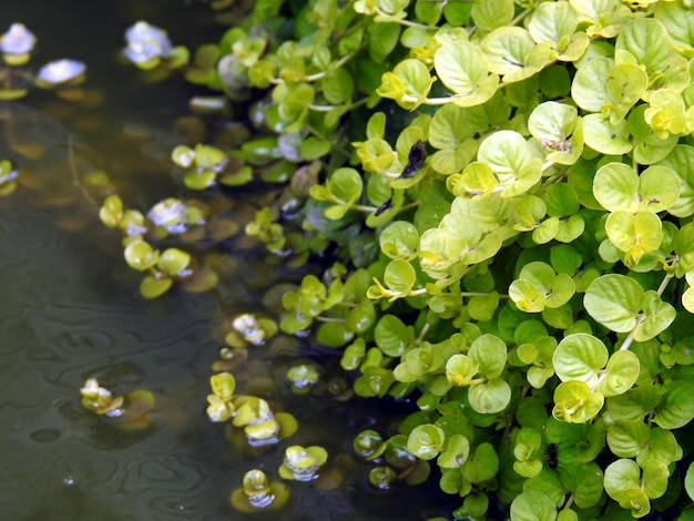 Capture complète des plantes