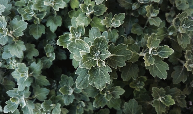 Capture complète des plantes