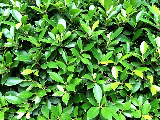 Capture complète des plantes