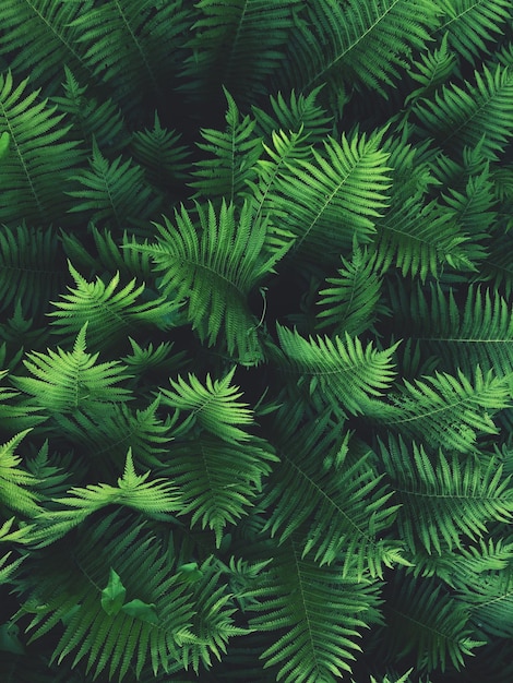 Capture complète des plantes