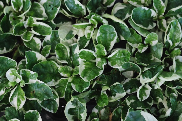 Capture complète des plantes