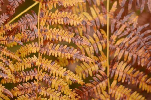 Capture complète des plantes