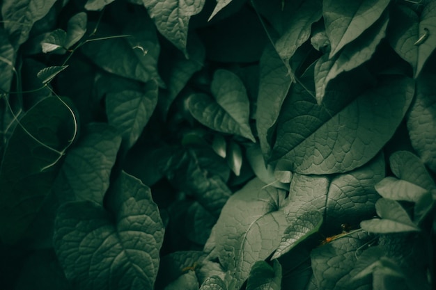 Capture complète des plantes