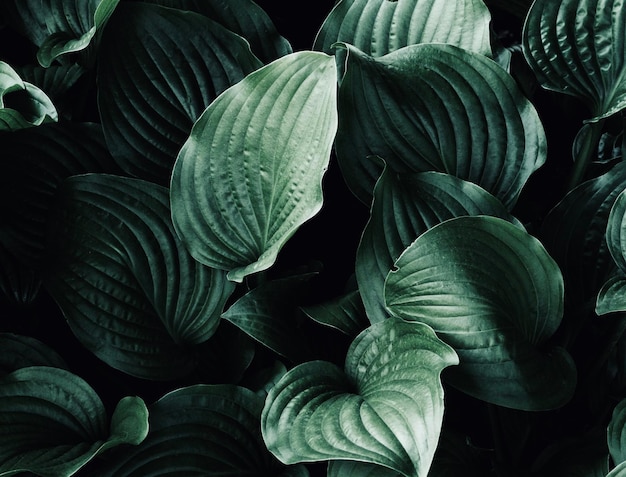 Capture complète des plantes