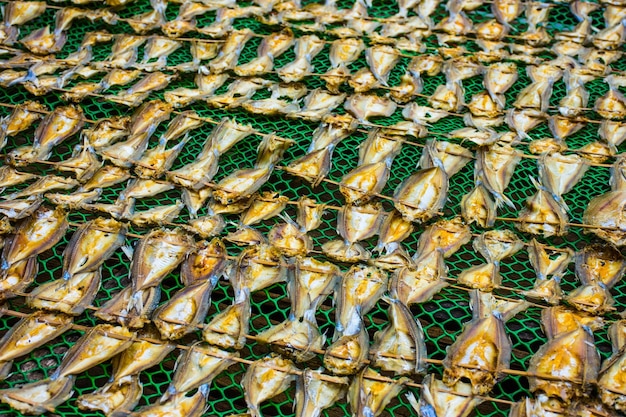 Photo capture complète d'un poisson dans l'eau