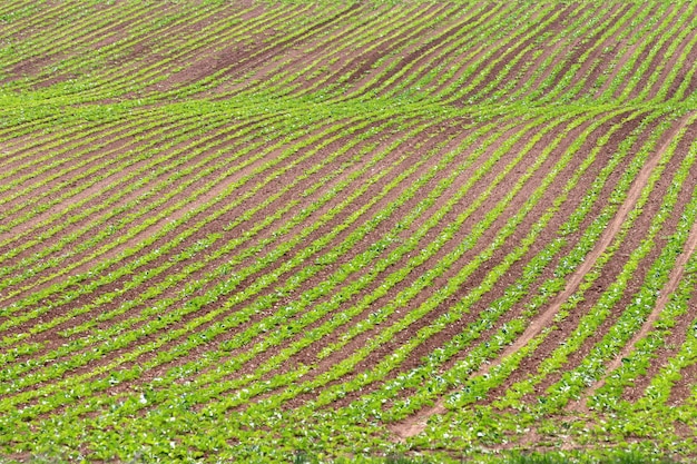 Capture complète des récoltes sur le champ