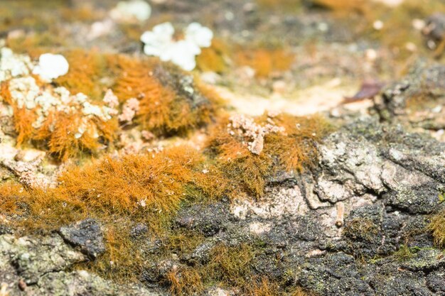 Photo capture complète de la roche avec des lichens secs