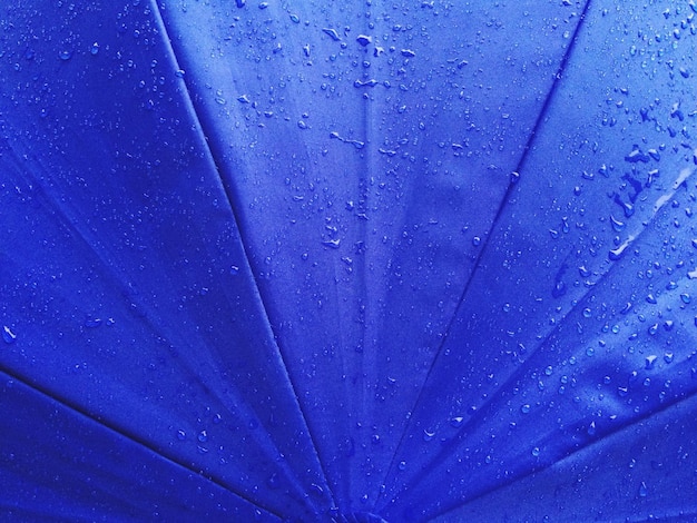 Photo capture complète de la saison des pluies bleues humides