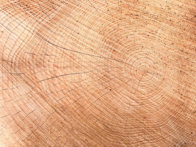 Capture complète d'une souche d'arbre