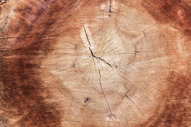 Capture complète d'une souche d'arbre