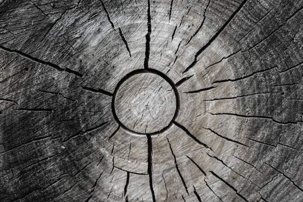 Capture complète d'une souche d'arbre
