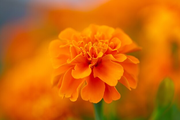 Capture d'écran d'une belle fleur orange en fleurs avec une nature