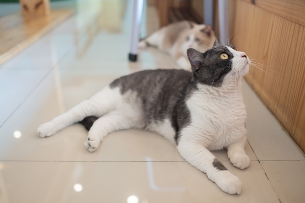 Capture d'écran d'un chat au sol, animal domestique