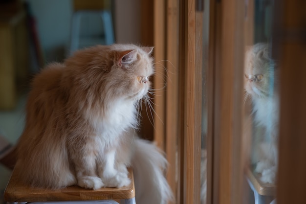 Capture d'écran d'un chat au sol, animal domestique