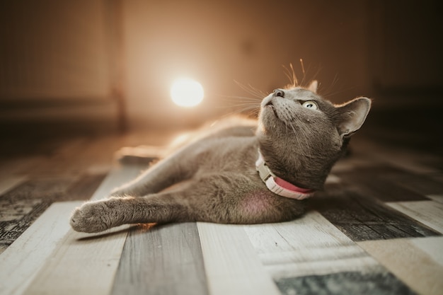 Capture d'écran d'un chat domestique noir de Bombay posé sur le sol