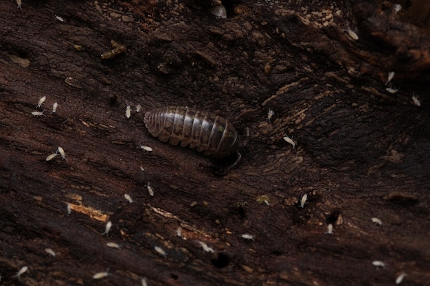 Capture d'écran d'un cloporte dans son habitat naturel Armdillidum Vulgare