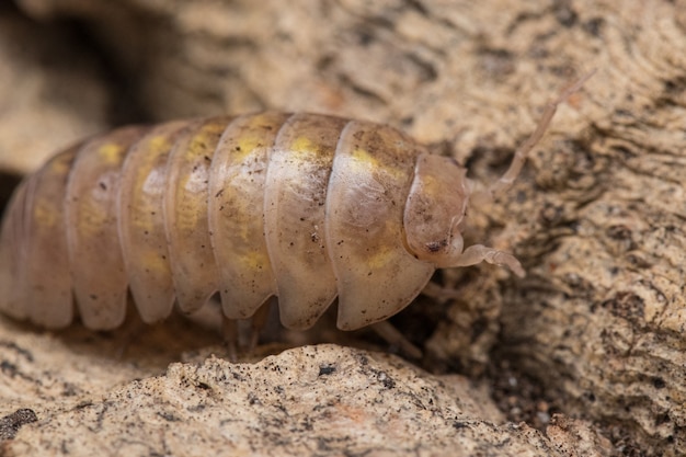 Capture d'écran d'un cloporte dans son habitat naturel Armdillidum Vulgare