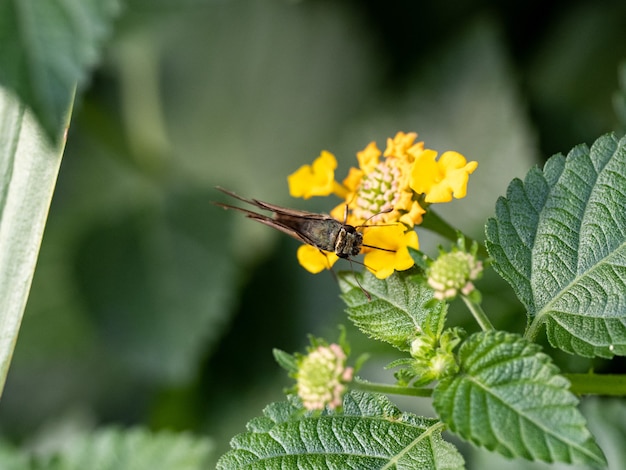 Capture d'écran d'une espèce de skipper d'herbe assis sur une fleur jaune dans un parc japonais