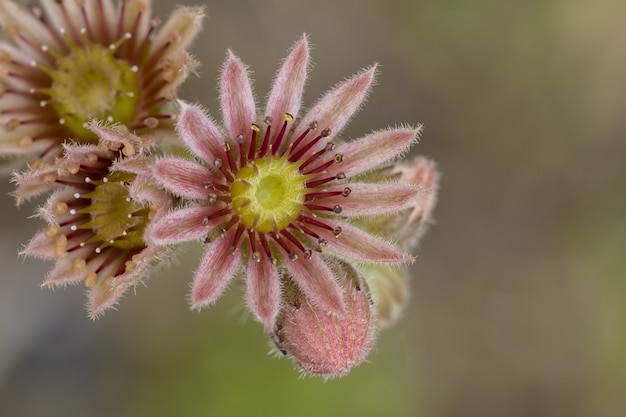 Capture d'écran d'une fleur de sempervivum, une plante succulente