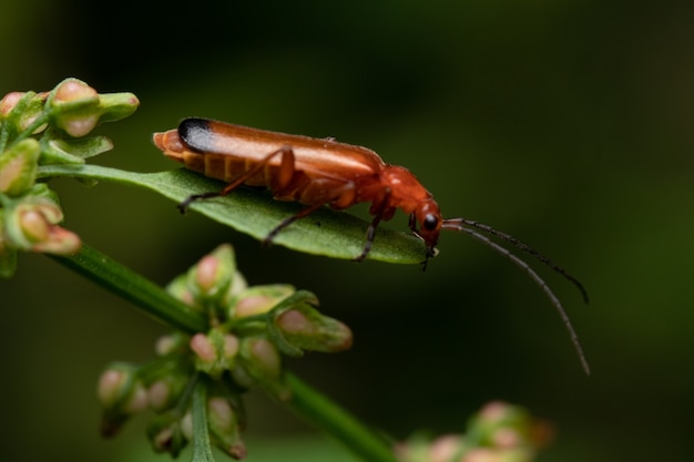 Capture d'écran d'un gros insecte brun sur une feuille