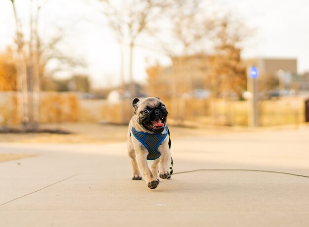 Capture d'écran d'un mignon bouledogue marchant dans une rue