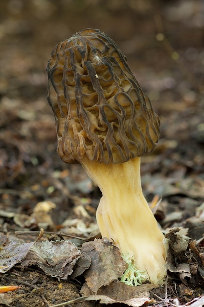 Capture d'écran d'une Morchella conica dans la litière de feuilles dans une forêt