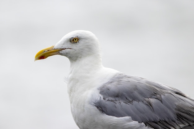 Capture d'écran d'une mouette hareng au bord de l'océan