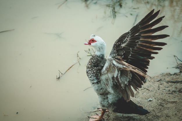 Photo capture d'écran d'une oie au bord de l'étang