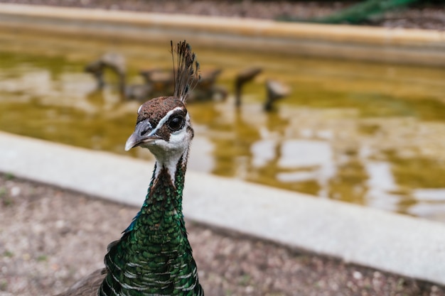 Capture d'écran d'un paon indien dans un zoo